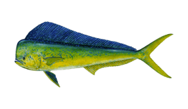 Overhead view of a large catch of bass and barracuda on the Mystic Queen deck
